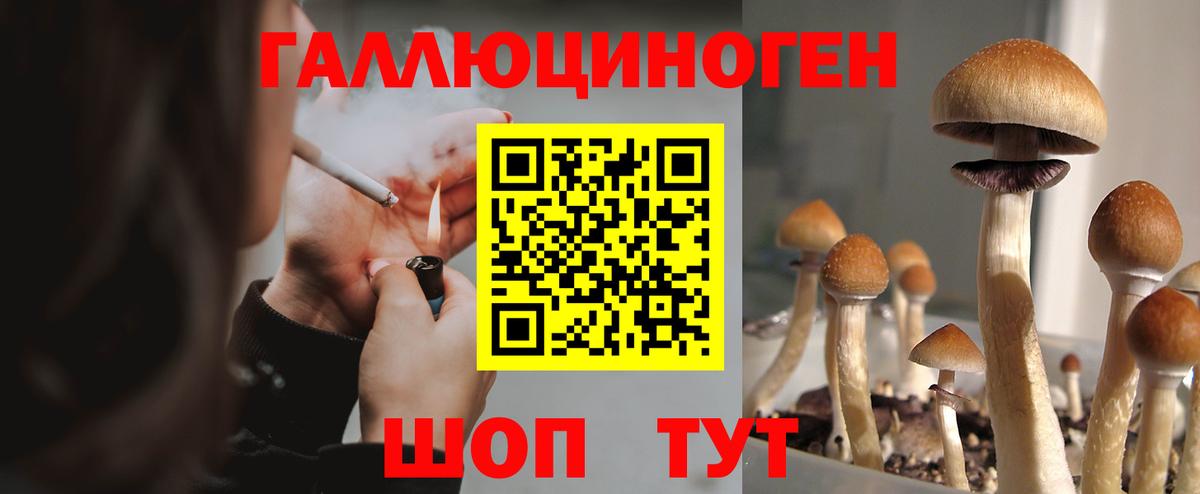 Нефтекумск  Псилоцибиновые грибы Cubensis  как найти наркотики  Вход с VPN 
